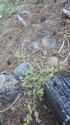 iNaturalist observation photo of Scorpionweeds