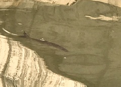 Squaliobarbus curriculus