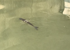 Squaliobarbus curriculus