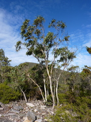 Eucalyptus alaticaulis