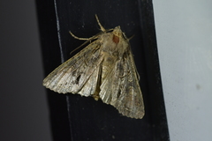 Ichneutica mutans