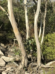 Eucalyptus alaticaulis