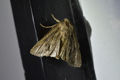 Ichneutica mutans