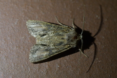 Ichneutica mutans