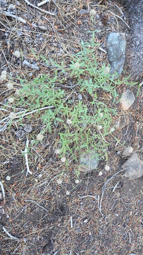iNaturalist observation photo of Mints, Plantains, Olives, and Allies