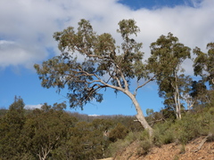 Eucalyptus nortonii