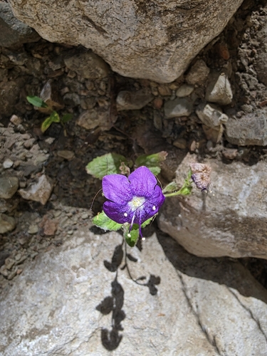 Phacelia grandiflora observed 2026-07-23