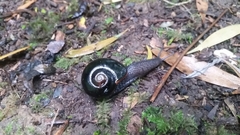 Victaphanta compacta