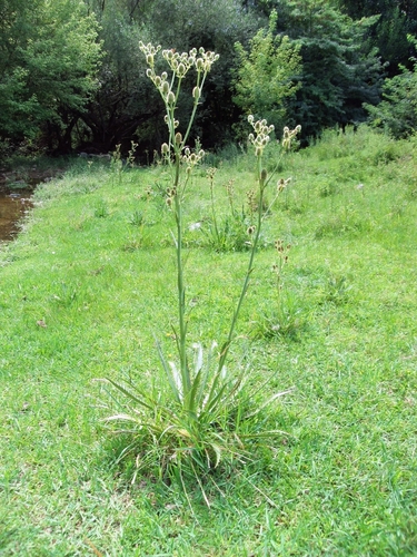 Eryngium agavifolium