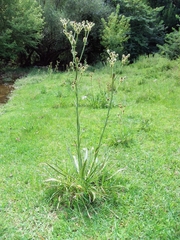 Eryngium agavifolium