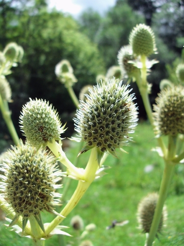 Eryngium agavifolium, photograph 2