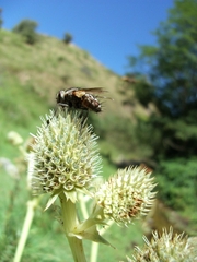 Eryngium agavifolium, photograph (c) Lucas Carbone, some rights reserved (CC BY)