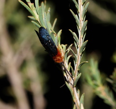 Plectrotarsus gravenhorsti