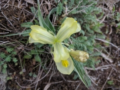 Iris caucasica