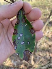 Diaporthe kalmiae