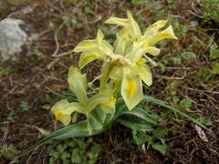 Iris caucasica