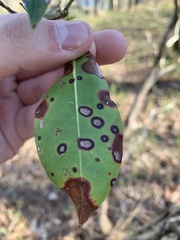 Diaporthe kalmiae