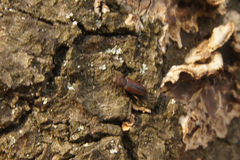 Bothrideres bipunctatus