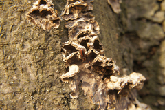 Bothrideres bipunctatus