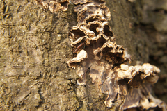 Bothrideres bipunctatus