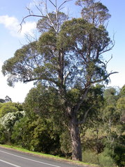 Eucalyptus globulus pseudoglobulus