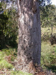 Eucalyptus globulus pseudoglobulus