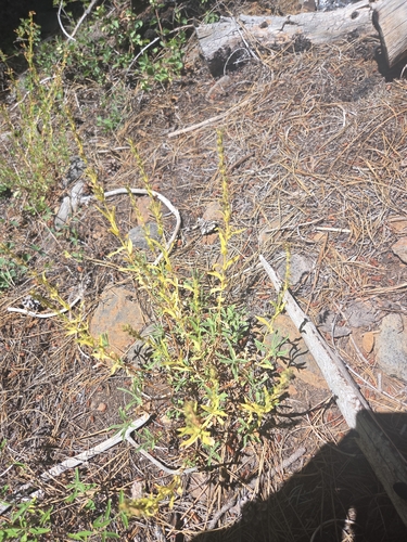 iNaturalist observation photo of Hot Rock Penstemon