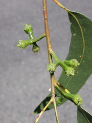 Eucalyptus globulus pseudoglobulus