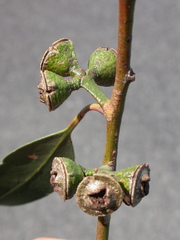Eucalyptus globulus pseudoglobulus