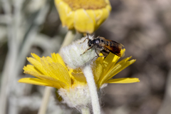 Ripiphorus rex
