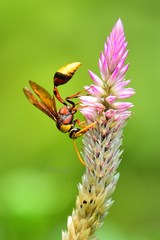 Delta pyriforme pyriforme