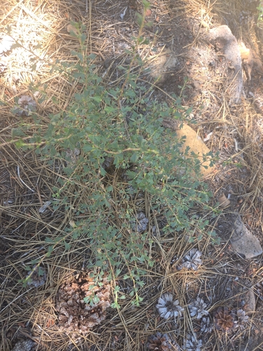 iNaturalist observation photo of Littleleaf Ceanothus