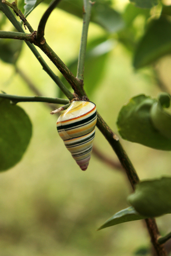 Liguus virgineus observed 2026-07-11