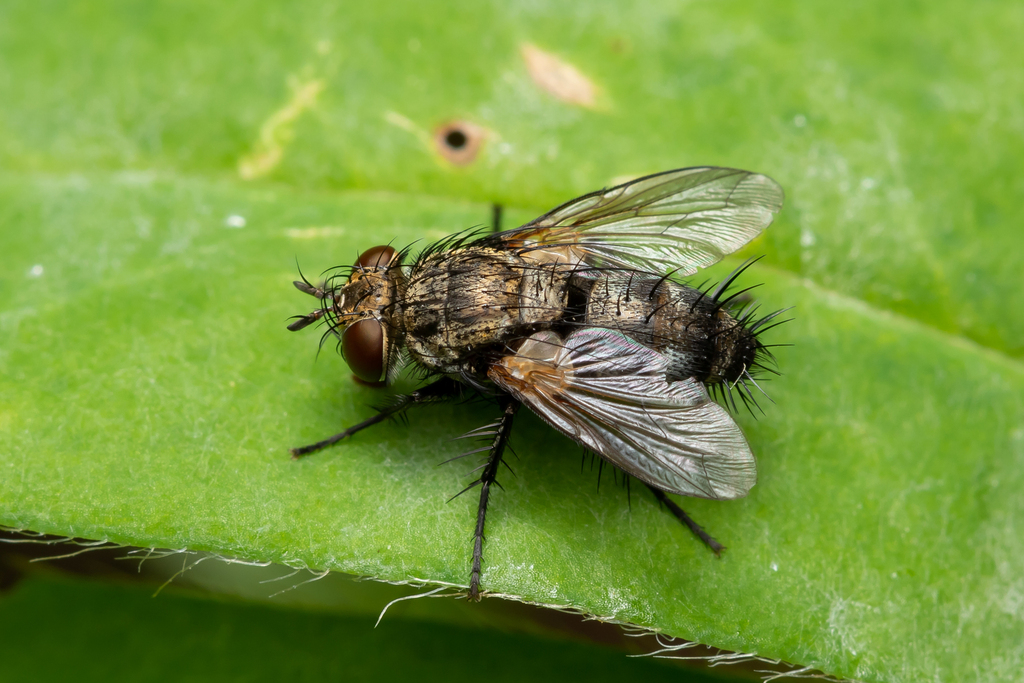 Athrycia curvinervis