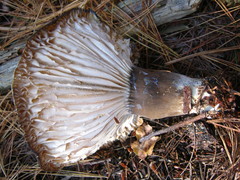 Lactifluus gerardii