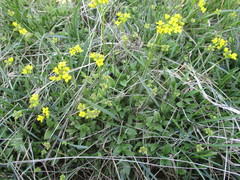 Draba sibirica