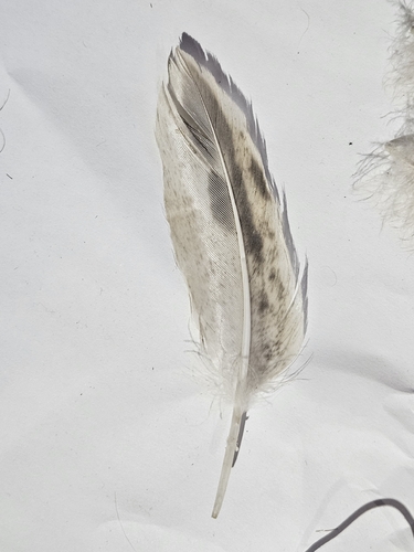 Plume de Canard colvert