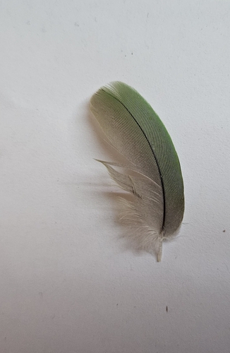 Plume de Perruche à collier
