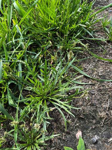 Buck's-horn Plantain