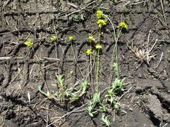 Draba sibirica