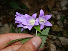 Campanula trachelium