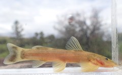 Amphilius uranoscopus