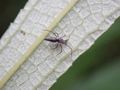 Chikunia nigra