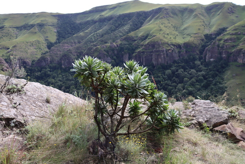 Protea roupelliae, photograph 5