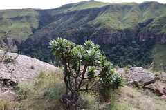 Protea roupelliae, photograph (c) Tony Rebelo, some rights reserved (CC BY-SA)