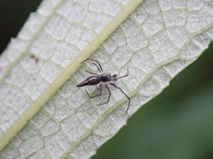Chikunia nigra