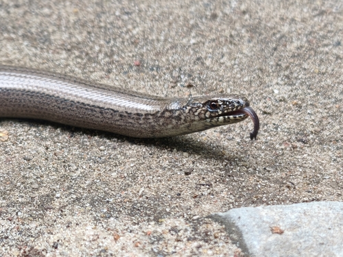 Common Slowworm