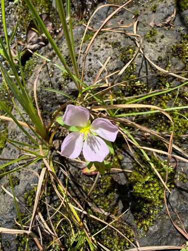 Pterolepis glomerata observed 2026-06-30