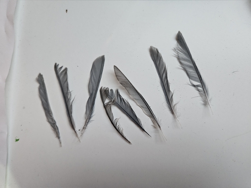 Plume de Mésange bleue