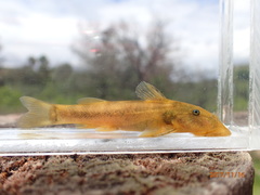 Chiloglanis anoterus